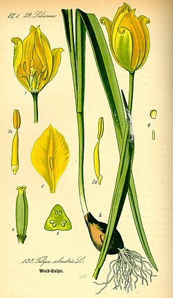 Wild Tulip