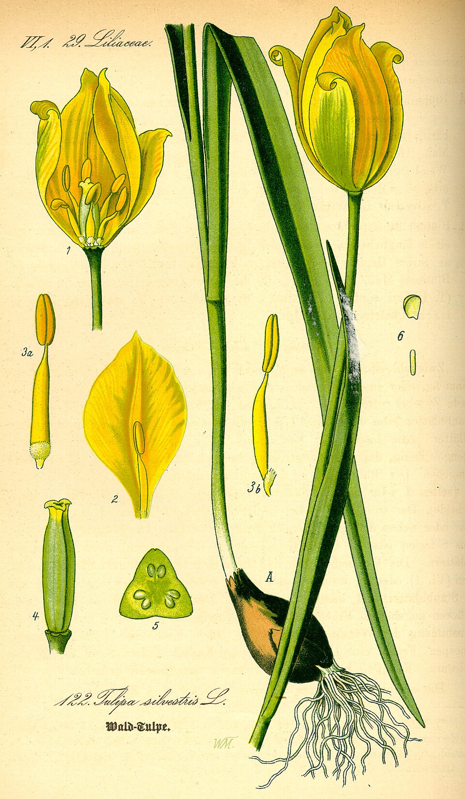 Wild Tulip