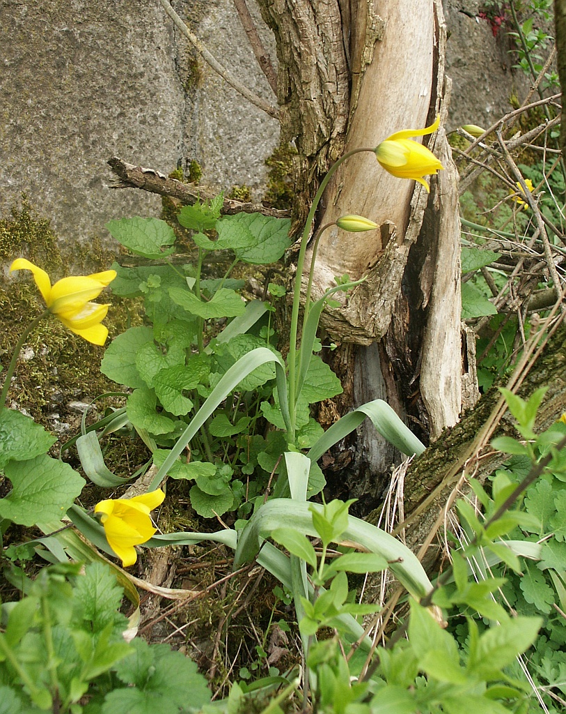 Wild Tulip photo 6