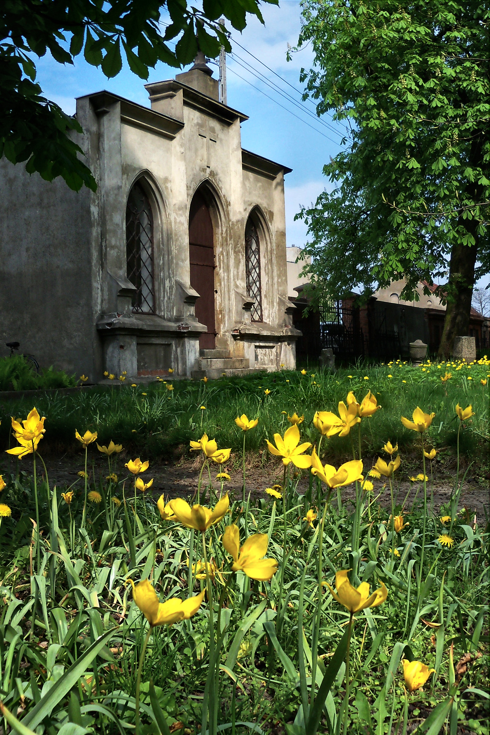 Wild Tulip photo 7
