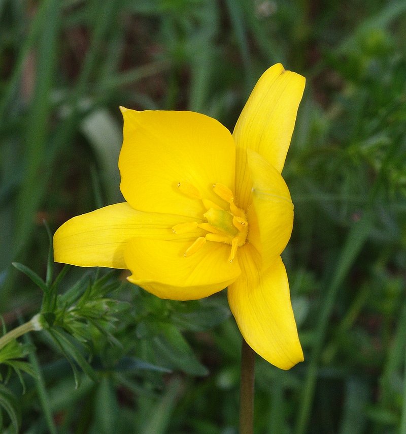 Wild Tulip photo 8