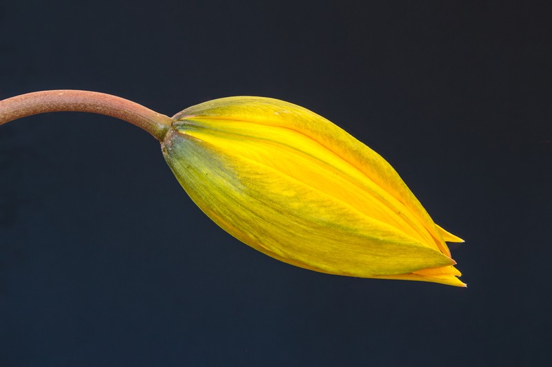 Wild Tulip photo 3