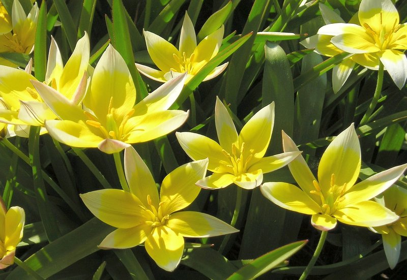Tulipa tarda