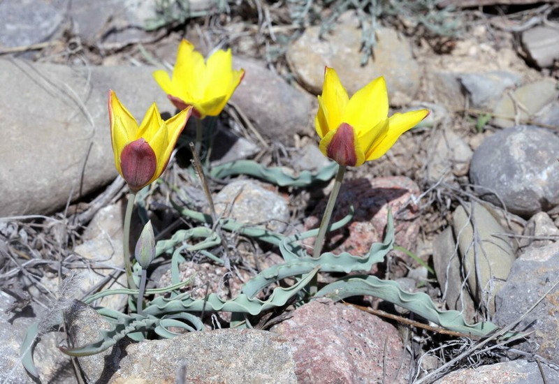Tulipa toktogulica