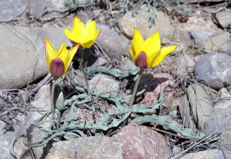 Tulipa toktogulica photo 2