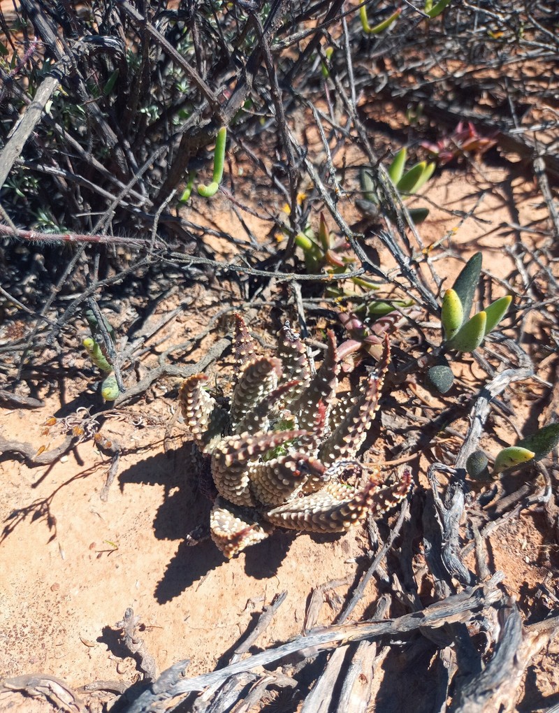 Tulista pumila var. pumila