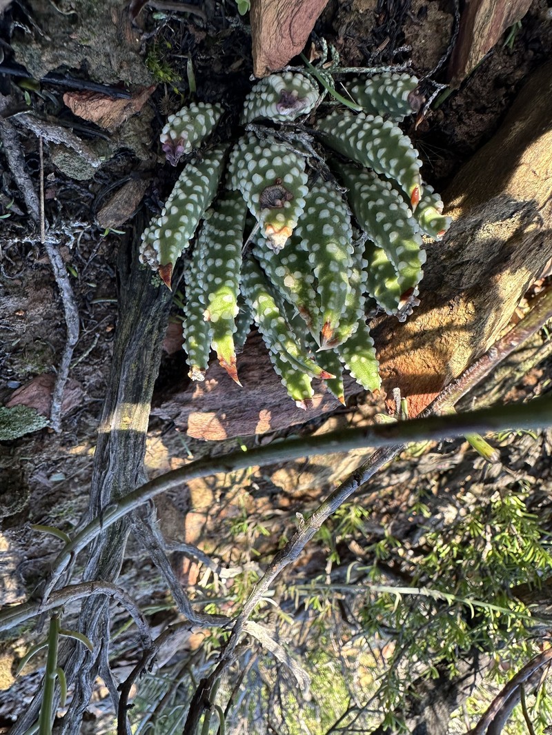 Tulista pumila var. pumila photo 2
