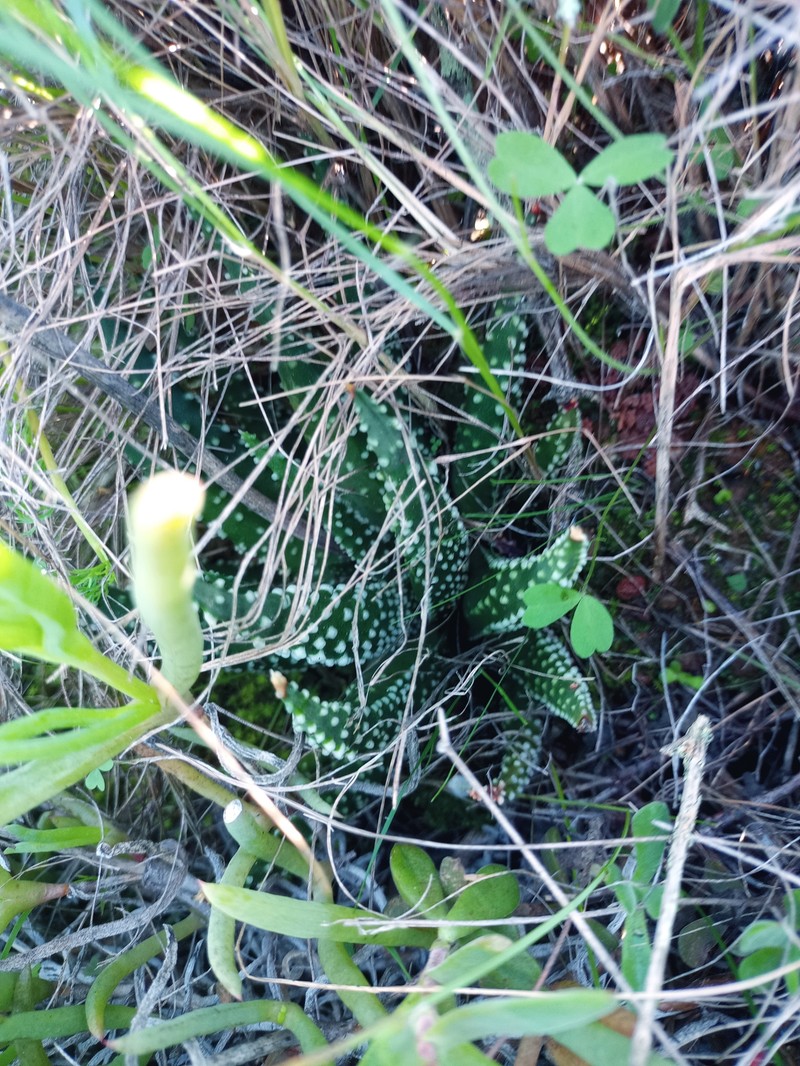 Tulista pumila var. pumila photo 3