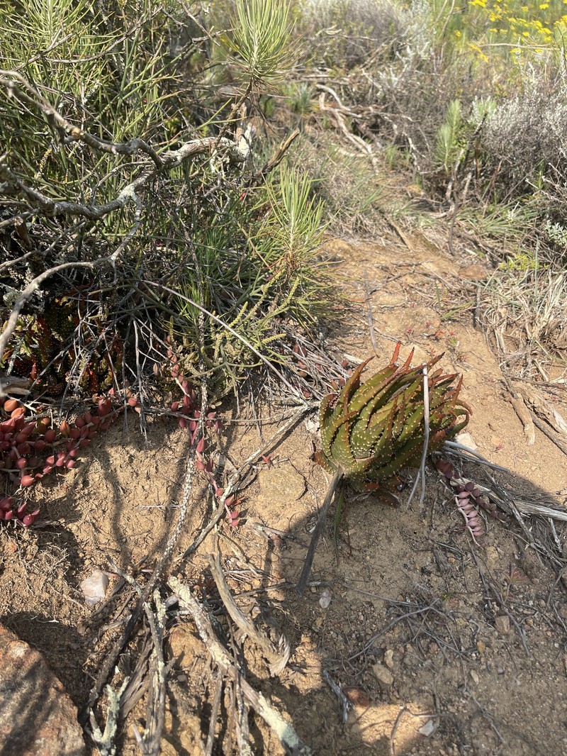 Tulista pumila var. pumila photo 4