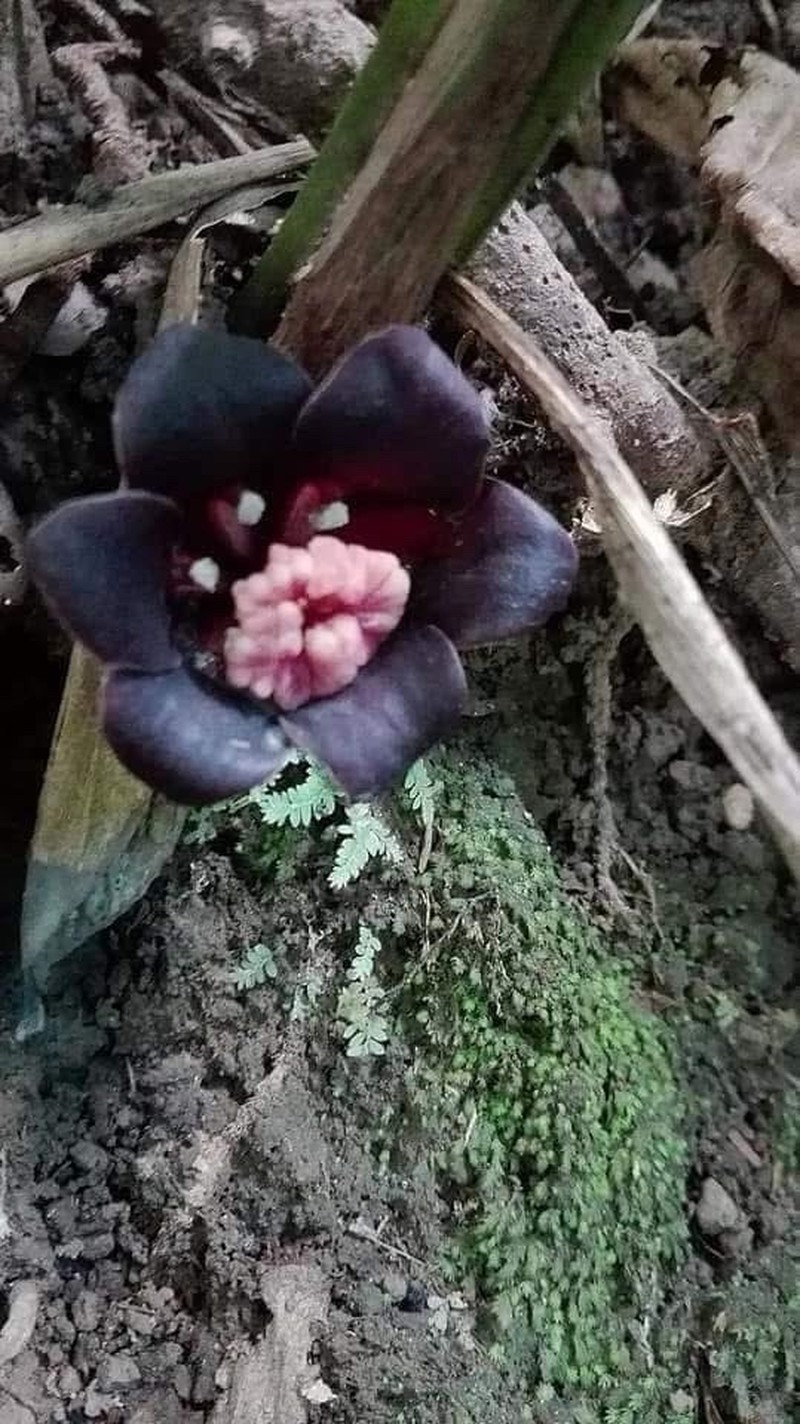 Tupistra natmataungensis