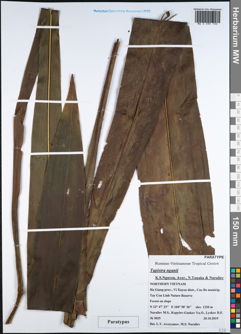 Tupistra nganii