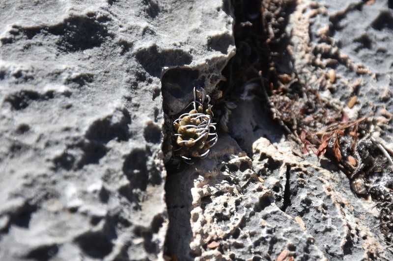 Turbinicarpus boedekerianus