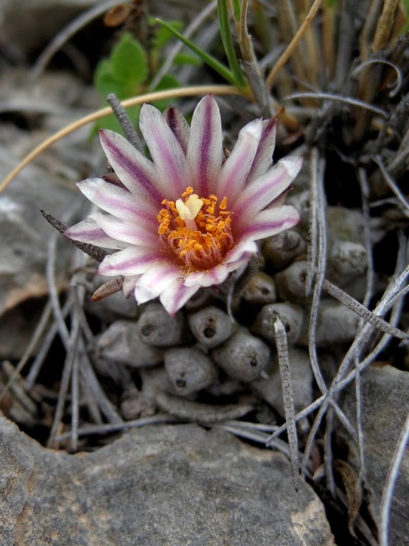 Turbinicarpus boedekerianus photo 2