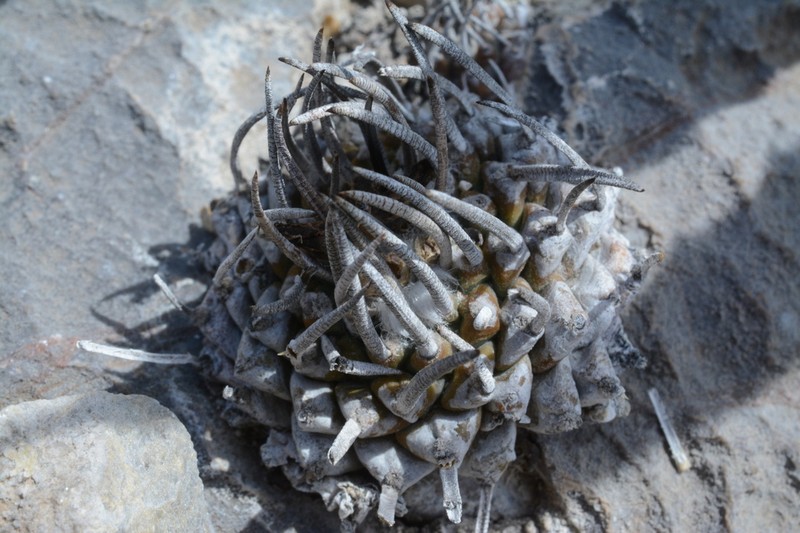 Turbinicarpus boedekerianus photo 3