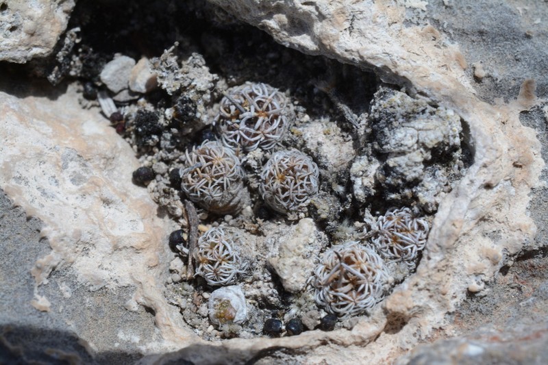 Turbinicarpus boedekerianus photo 8