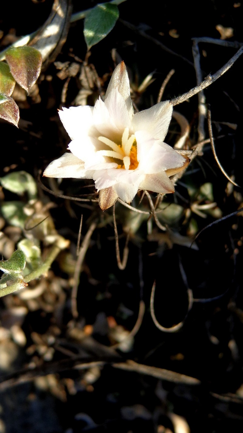 Turbinicarpus graminispinus photo 2