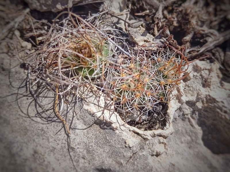 Turbinicarpus graminispinus photo 7