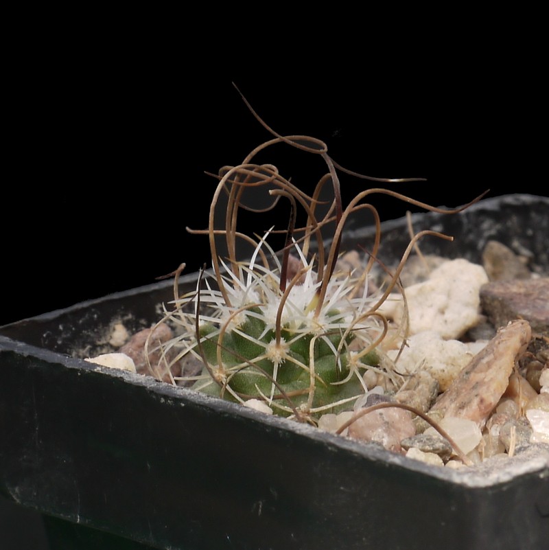 Turbinicarpus graminispinus