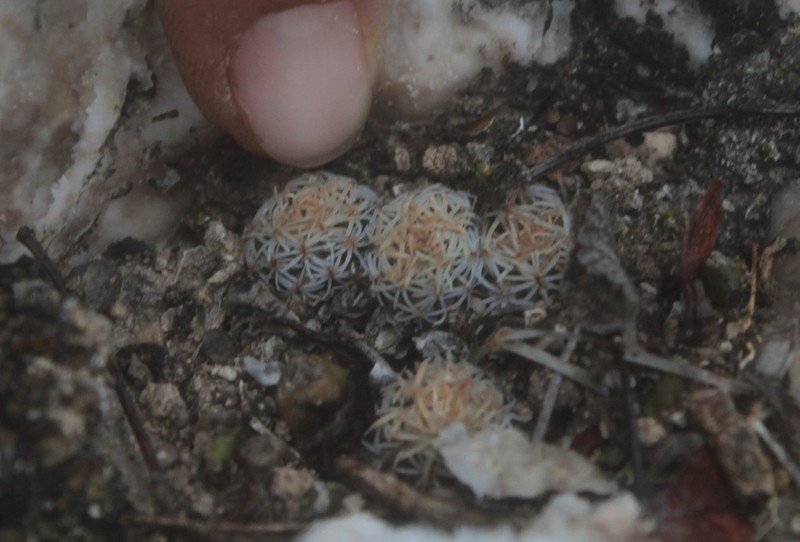 Turbinicarpus nikolae