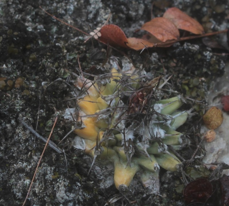 Turbinicarpus nikolae photo 2