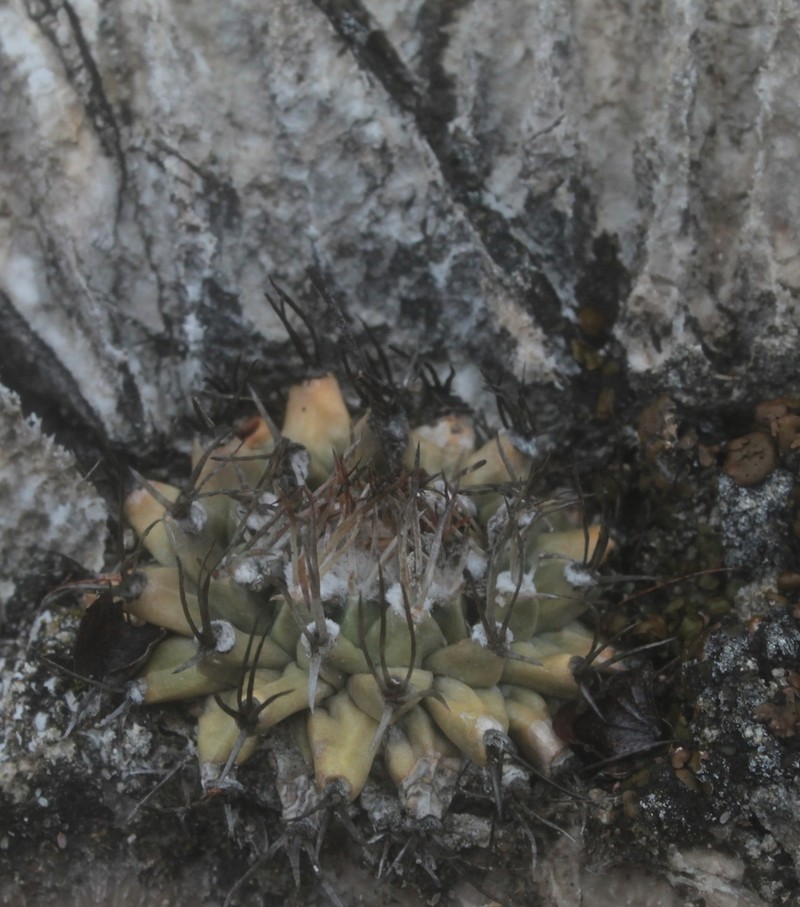 Turbinicarpus nikolae photo 7