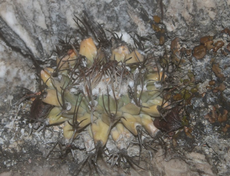Turbinicarpus nikolae photo 8