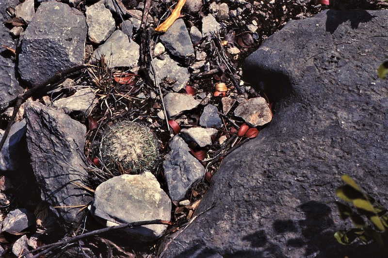 Turbinicarpus saueri subsp. saueri