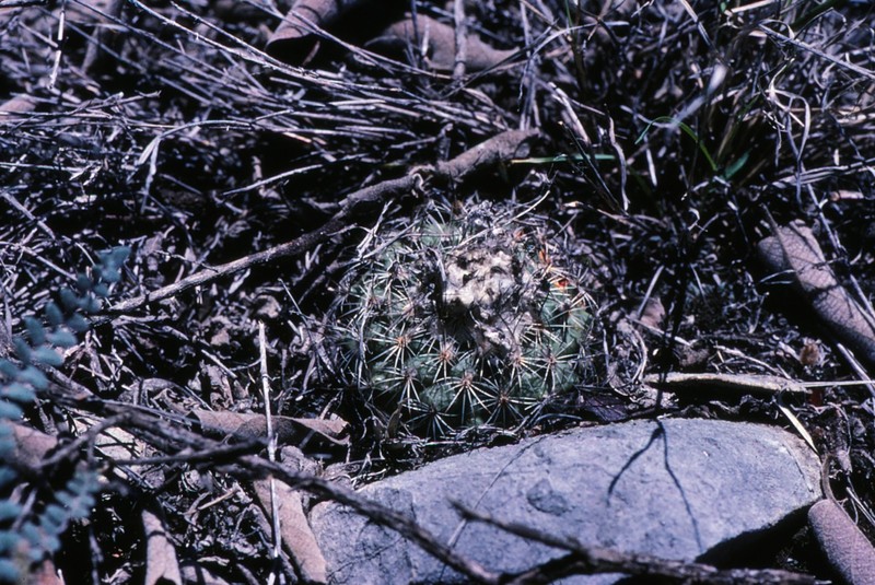 Turbinicarpus saueri subsp. saueri photo 2