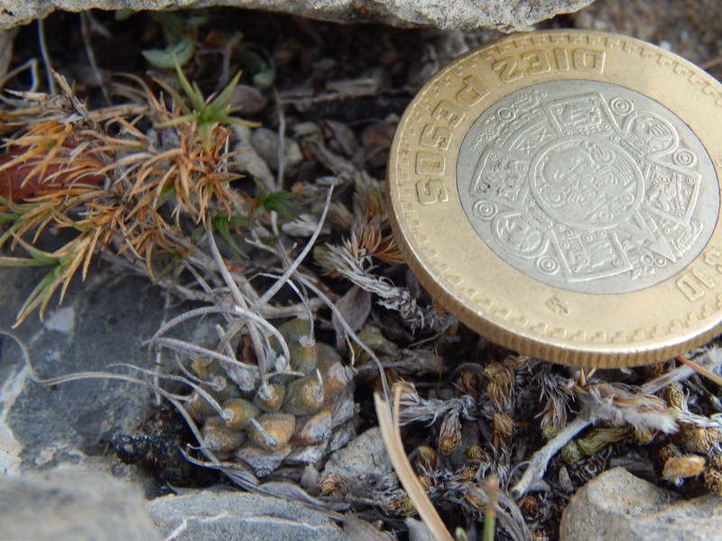 Turbinicarpus schmiedickeanus subsp. schmiedickeanus