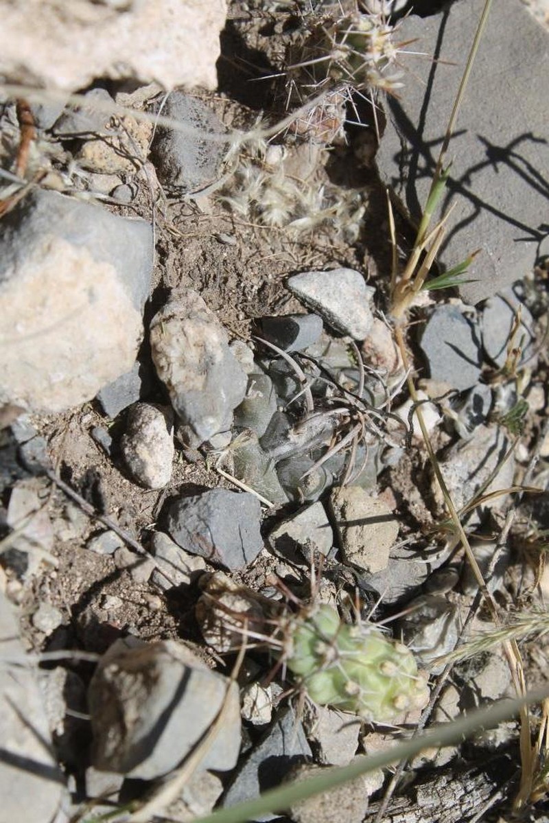 Turbinicarpus schmiedickeanus subsp. schmiedickeanus photo 3