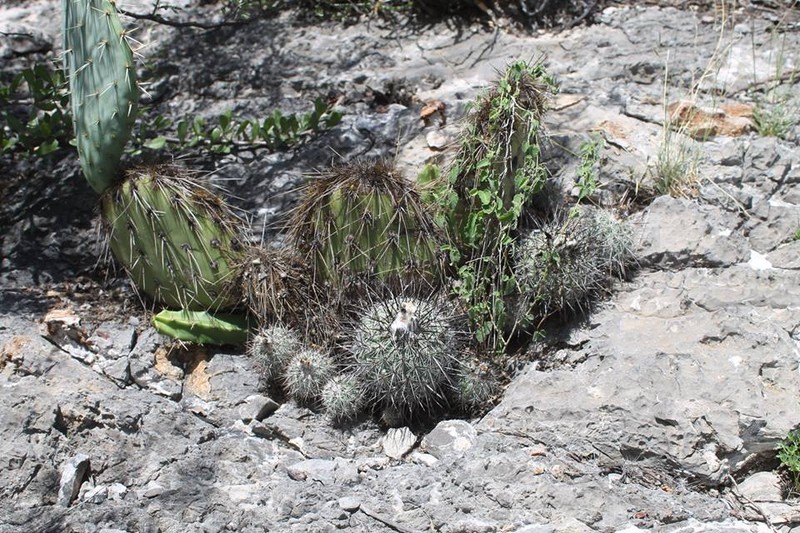 Turbinicarpus viereckii subsp. viereckii