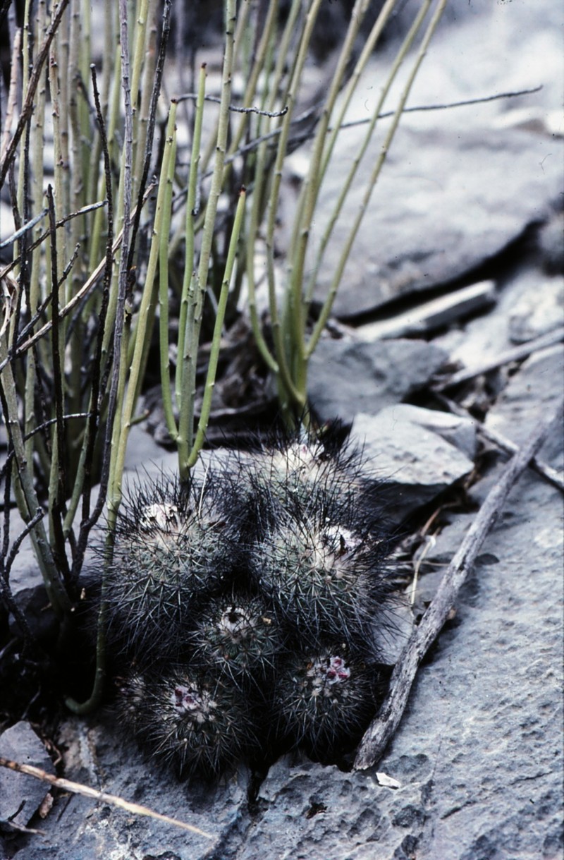 Turbinicarpus viereckii subsp. viereckii photo 2