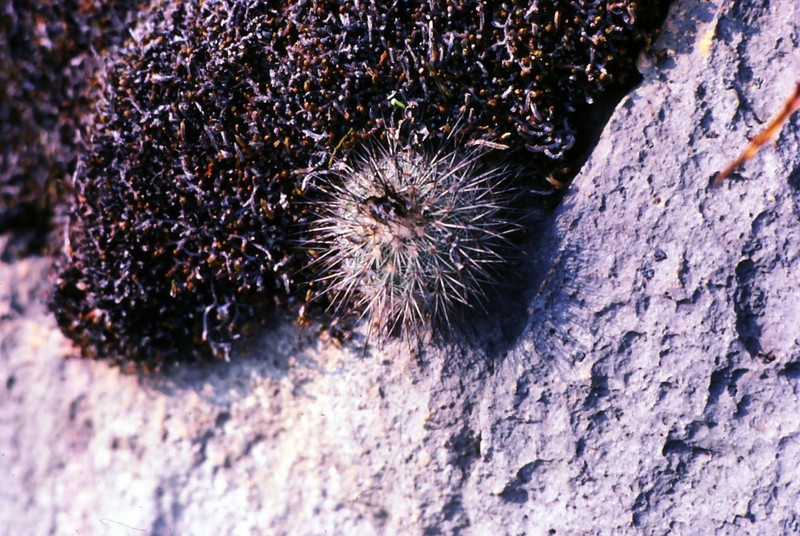 Turbinicarpus viereckii subsp. viereckii photo 3