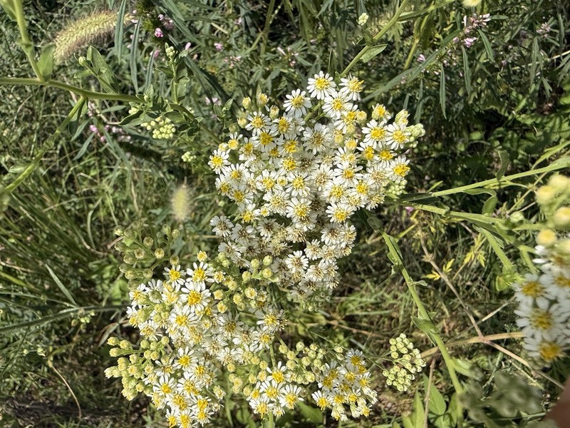 Turczaninovia fastigiata
