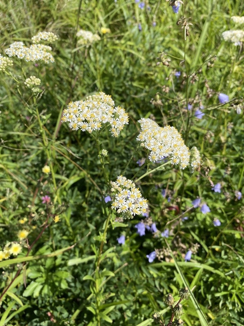 Turczaninovia fastigiata photo 2