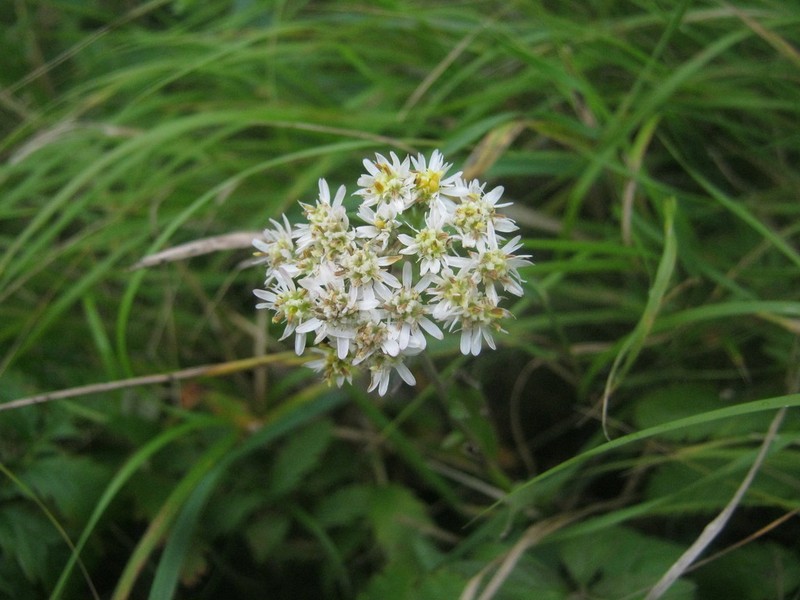 Turczaninovia fastigiata photo 3