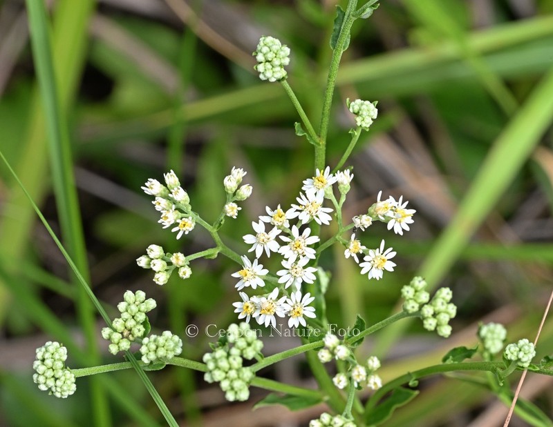 Turczaninovia fastigiata photo 4
