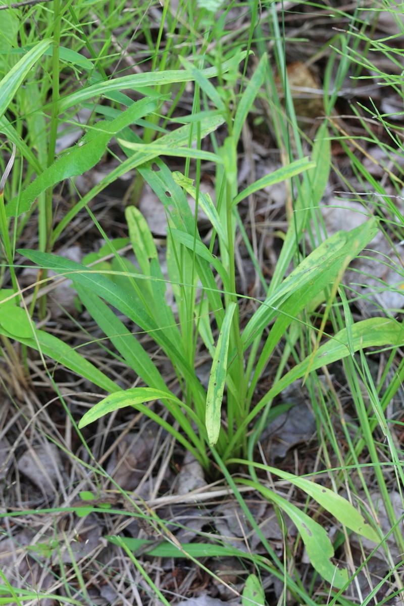 Turczaninovia fastigiata photo 5