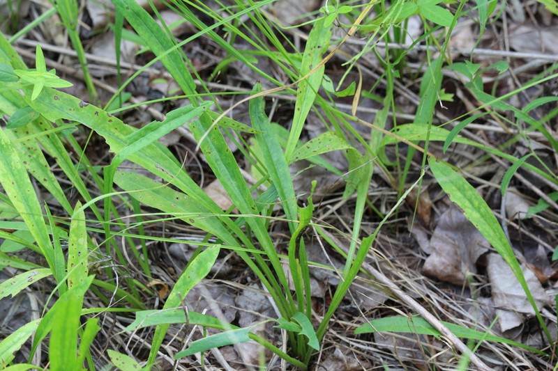 Turczaninovia fastigiata photo 6