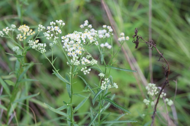 Turczaninovia fastigiata photo 7