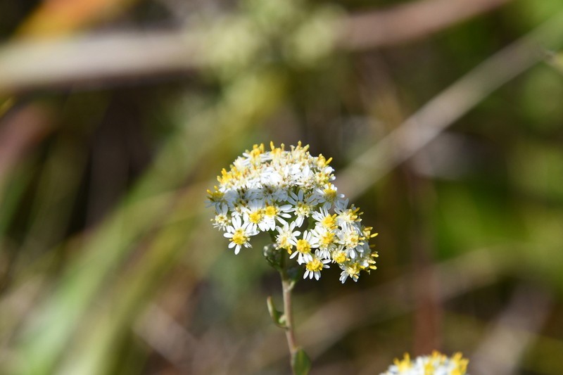 Turczaninovia fastigiata photo 8