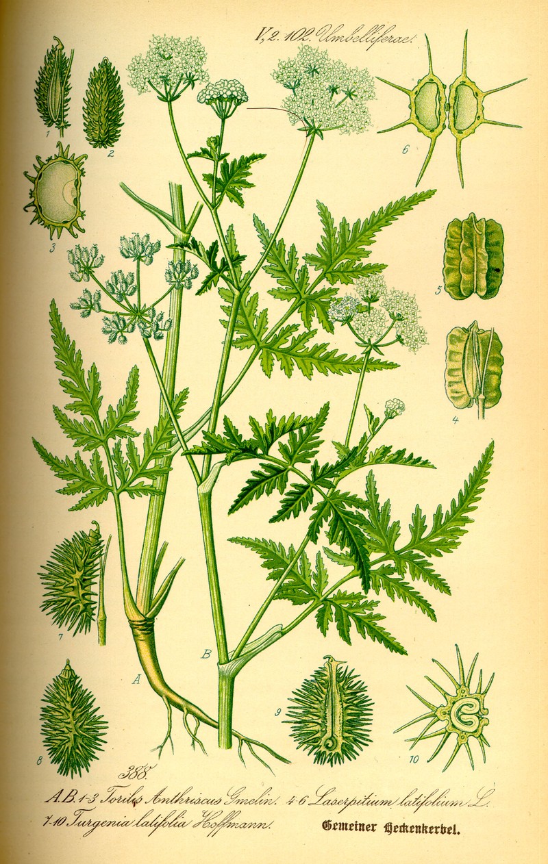 Broadleaf False Carrot photo 2