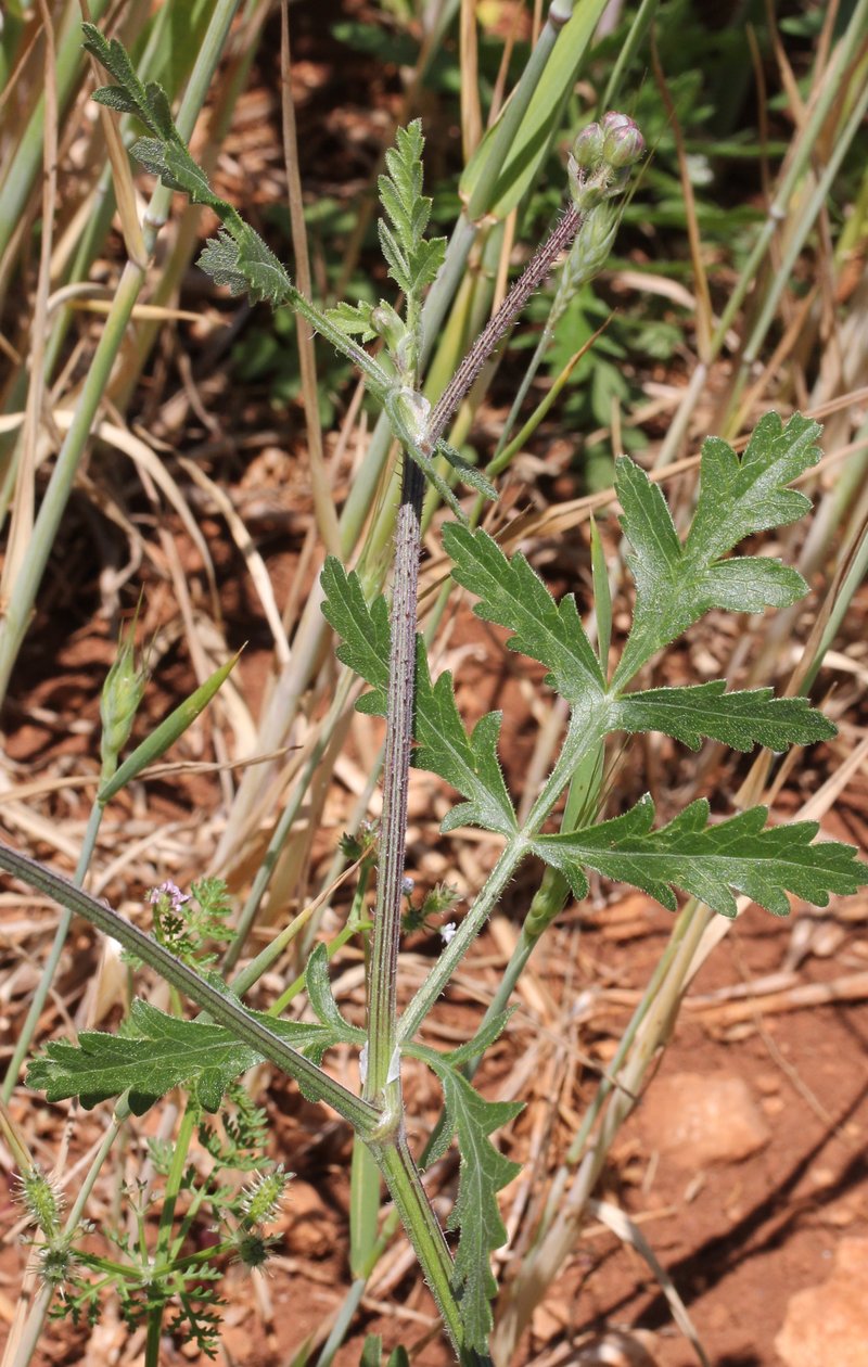 Broadleaf False Carrot photo 5