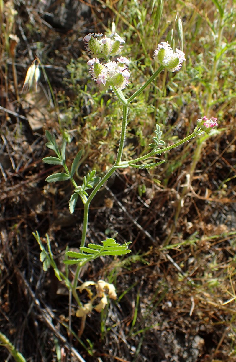 Broadleaf False Carrot photo 6