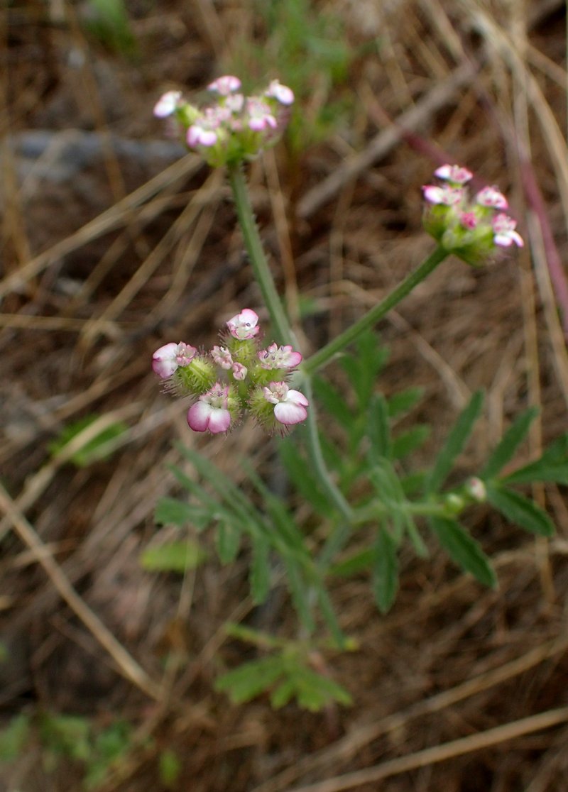 Broadleaf False Carrot photo 7