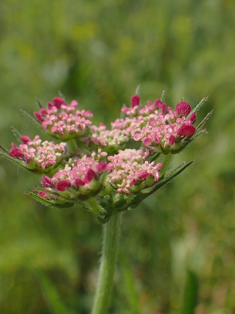 Broadleaf False Carrot photo 4