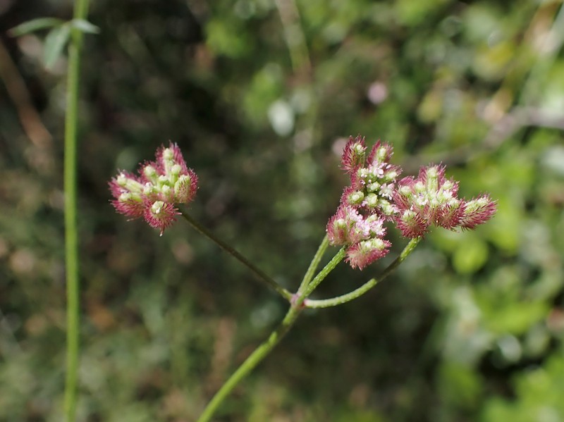 Broadleaf False Carrot