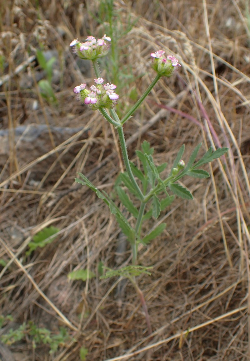 Broadleaf False Carrot photo 8
