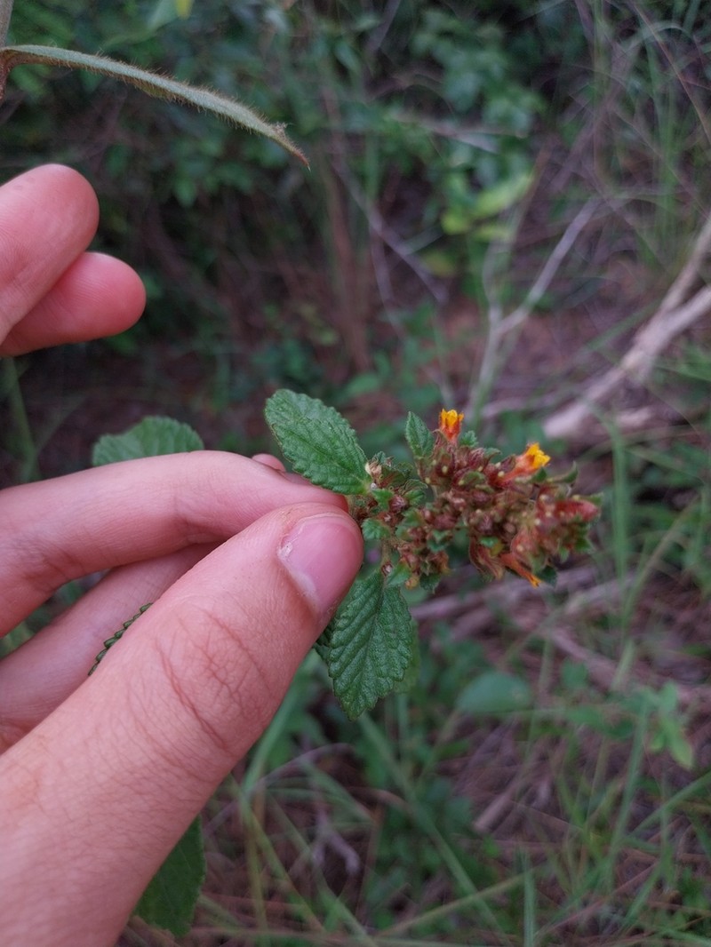 Turnera carolina