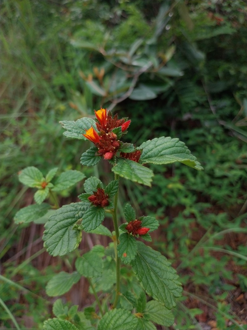 Turnera carolina photo 2
